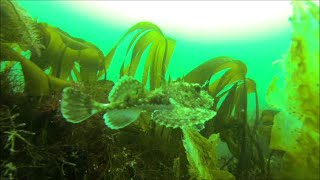 Great viz Angler fish Big Conger and Wolfish at St Abbs [upl. by Bartosch]