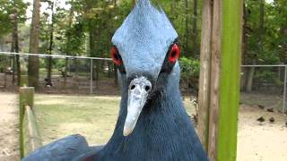 Victoria Crowned Pigeon Talking and Dancing [upl. by Enirtak]