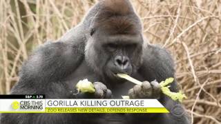 Zoo releases new details in gorilla killing defends response [upl. by Kapoor860]