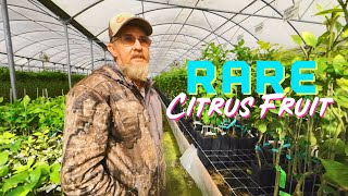 Madison Citrus Nursery TOUR ❄️ Cold Hardy Citrus 🍊 Taste And Tour 2024 With Hershell Boyd [upl. by Nit]