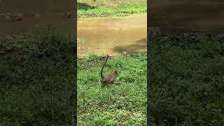 Vieni in Cambogia 🇰🇭 monkeys in Angkor Wat travel adventure shorts funny monkey animals [upl. by Bethesda]