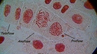 MITOSIS reproducción celular y clonación [upl. by Jordana490]