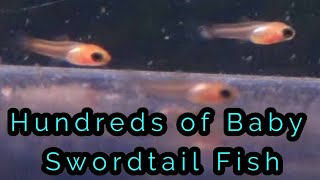 Swordtail Fishes are started Breeding Easily  Livebearer Fish breeding [upl. by Nosa384]