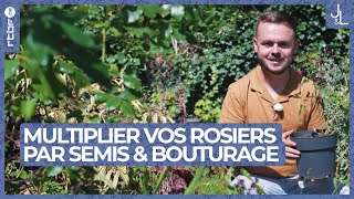 Rosiers  comment les multiplier par semis ou par bouturage  Jardins et Loisirs [upl. by Lashonde652]