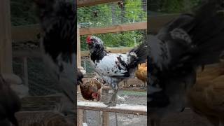 Crazy A Chickens hatchery rooster homestead backyardchickens raisingchickens [upl. by Eatnoed]