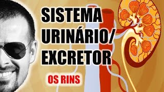 Sistema ExcretorUrinário  Os Rins e a filtragem do sangue  Anatomia Humana  VideoAula 030 [upl. by Peace]