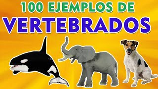 100 Ejemplos De Animales Vertebrados I Animales Vertebrados I Ciencias Naturales [upl. by Uhn]