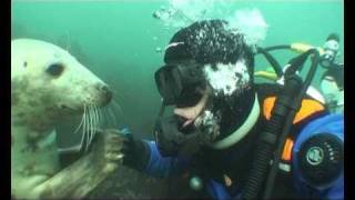 Farne Island seals 2nd Oct 2010 [upl. by Ayekal]