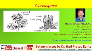 Cercospora life cycle by Dr Hari Prasad Kante [upl. by Kylander]