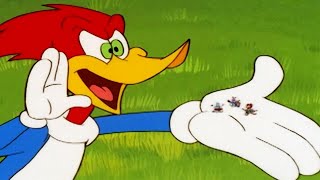 Woody Woodpecker Show  Party Animal  Full Episode  Kids Cartoon  Videos For Kids [upl. by Adlin885]