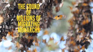 The SOUND of Millions of Monarch Butterflies [upl. by Hayidan698]