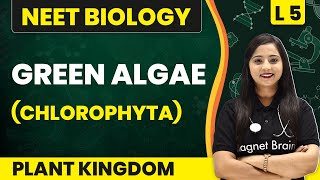 Green Algae  Chlorophyta  Plant Kingdom  L5 Concepts  NEET Biology [upl. by Eduardo]