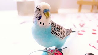 3 Hour Budgie Sounds or Parakeet sounds [upl. by Yenolem674]