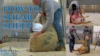 How to shear sheep  blow by blow [upl. by Hurd]