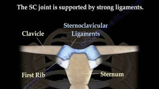 Sternoclavicular joint Dislocations  Everything You Need To Know  Dr Nabil Ebraheim [upl. by Nichol]