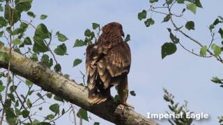 Birding tours in Slovakia with Ecotours Wildlife Holidays [upl. by Linneman]