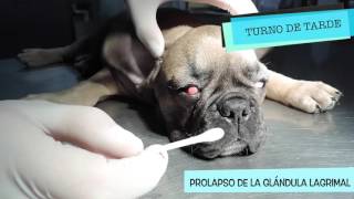 CAP 20 VETERINARIO ONLINE PROLAPSO glándula tercer párpado en perro [upl. by Atteuqal423]