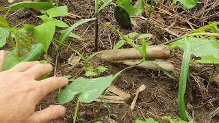 SUGAR CANE in AGROFORESTRY  UPDATE on GOOD RESULTS [upl. by Fulton]