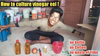 how to culture vinegar eel in simple method easiest way dont waste your time [upl. by Buller]