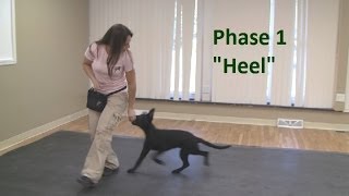 How to Train a Dog to quotHeelquot K91com [upl. by Attem]