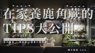 在家養鹿角蕨的TIPs大公開｜植物架｜植物燈｜鹿角蕨｜室內種植｜platycerium｜indoorplanting [upl. by Zeiger]