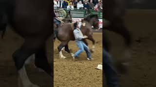 Fort Worth Stockyards Rodeo [upl. by Vel488]