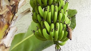 Grow amp Harvest Bananas  flowers fruits amp stems of the banana plant [upl. by Ethelstan667]