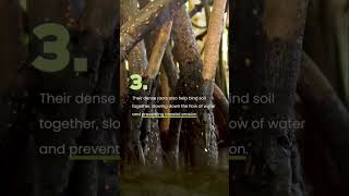 Mangrove forestMangroves youtube agriculture neet2024 bsc msc botany nature viralvideo [upl. by Leonardi]