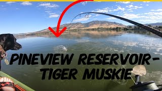 Tiger Muskie  pineview Reservoir The one that got away [upl. by Irmine]