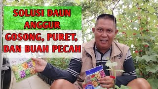 PENTING  SOLUSI DAUN ANGGUR GOSONG PURET PECAH BUAH [upl. by Nador]