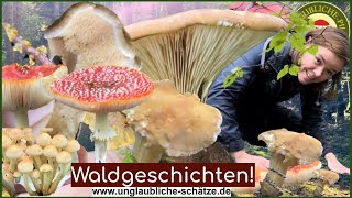 Pilzherbst  Waldgeschichten Pilze sammeln im Oktober 2023 [upl. by Nahsab]