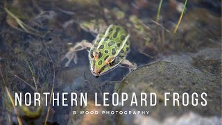 Northern Leopard Frog Lithobates pipiens  Learn about Nature 🐸 [upl. by Aldin]