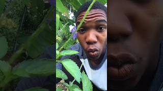 Blue Vervain Herb Benefits You Need To Know health herbs natural shorts [upl. by Outlaw95]