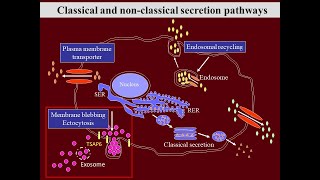 Vesicular Transport amp Secretory Pathways [upl. by Llenral]