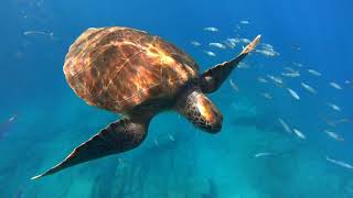 Tour Snorkeling con tortugas en Tenerife [upl. by Elaval848]