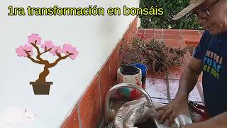 Bonsai de bugambilia o veranera  Cuidar el jardín  planta de flores jardin veranera bugambilia [upl. by Nosydam]