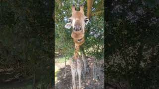 Ilocos Trip Baluarte Zoo houdini [upl. by Arrehs756]