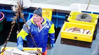 The Death Of Long Line Fishing For Cod In Yorkshire Whitby [upl. by Nappy]