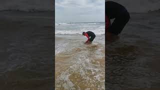 Release of big Musselcracker at Wilderness beach [upl. by Tam172]