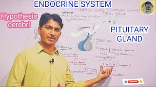 PITUITARY GLAND and its HORMONES [upl. by Elleynod607]