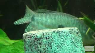 Fadenfische im Aquarium Video in Full HD [upl. by Ahsekar]