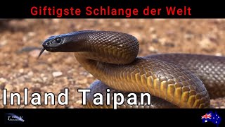 Inland Taipan [upl. by Waers]