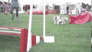 Livestream International Agility Festival at Rockingham Castle [upl. by Nyleimaj]