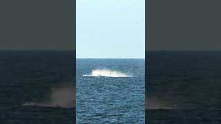 Humpback Whales at Pacifica [upl. by Onateag]