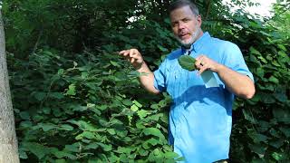 Dwarf fothergilla Fothergilla gardenii  Plant Identification [upl. by Oringa497]