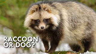 Tanuki The Dog That Thinks It’s A Raccoon [upl. by Annetta894]