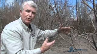 How to Prune Apple vs Peach Trees [upl. by Bortman]