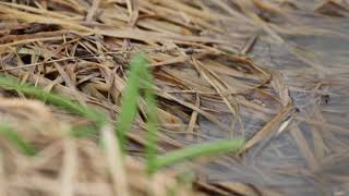 Un Pélodyte ponctué coasse dans une flaque deau dans un champ [upl. by Lezah]