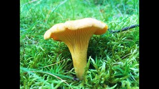 Identifying the Chanterelle Cantharellus cibarius Golden Chanterelle Girolle [upl. by Heida]