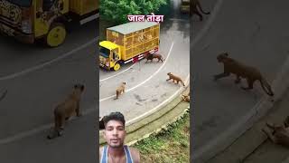 जाल तोड़ा shorts song newsong music movie bollywood animals atatürk lion india gujarat [upl. by Solorac56]